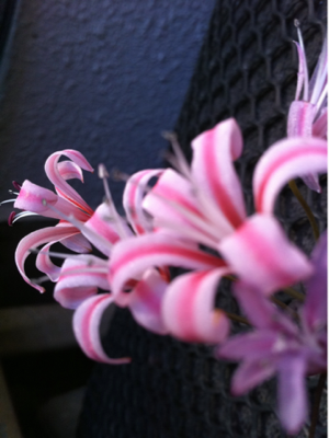 image-20101126123502.png