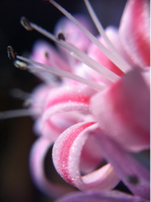 image-20101126123528.png