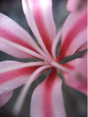 image-20101126123606.png