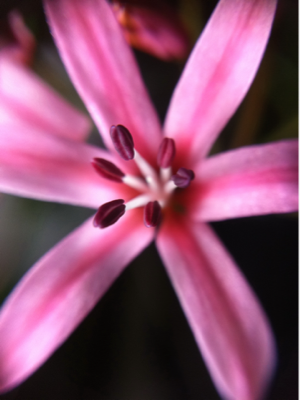 image-20101127190904.png