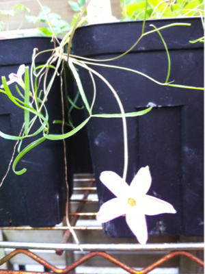 image-20101128190745.png