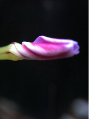 image-20101223123945.png