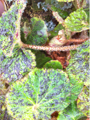 image-20110228220046.png