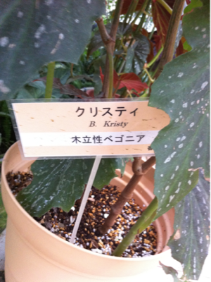 image-20110228220352.png