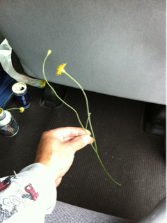 image-20110615120622.png