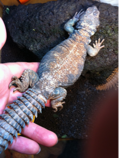 image-20110615121111.png