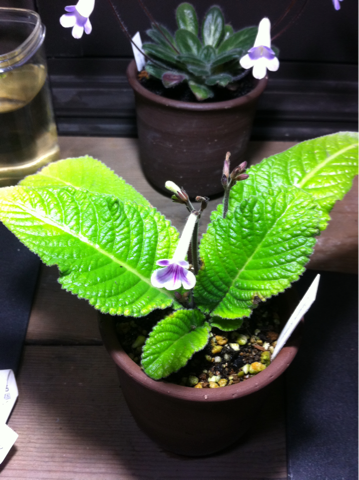image-20110824125322.png