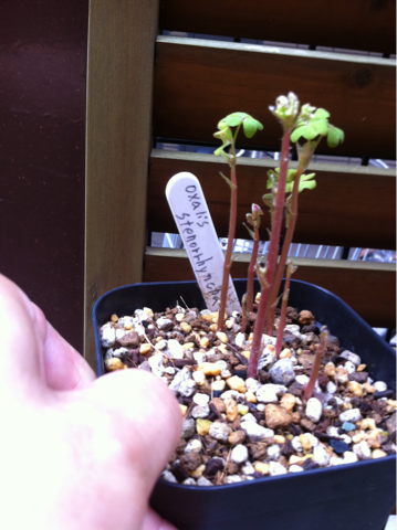 image-20110826173610.png