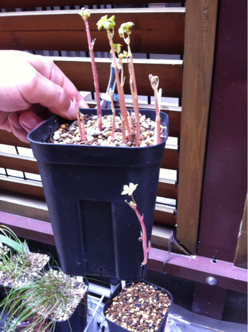 image-20110826173653.png