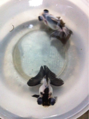 image-20110826232201.png