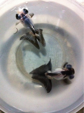 image-20110826233349.png