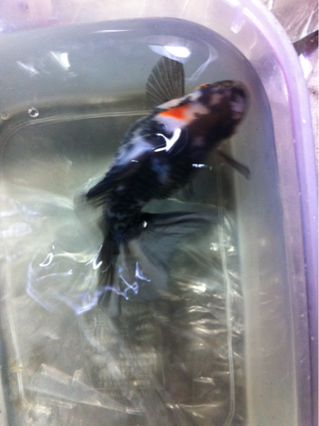image-20110903174045.png