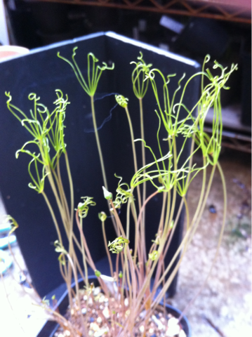 image-20111018124051.png