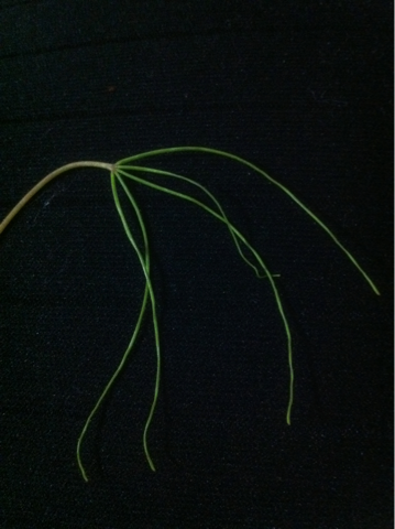 image-20111018124121.png