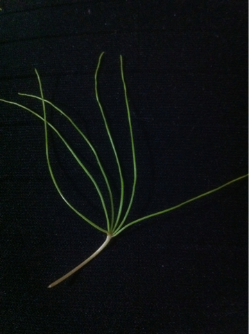 image-20111018124142.png