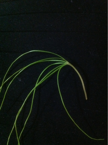 image-20111018124203.png