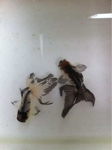 image-20120525141531.png