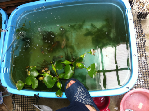 image-20120605220729.png