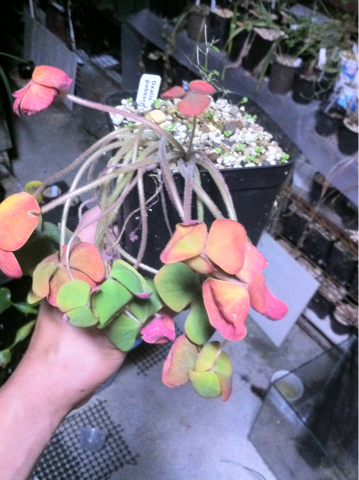 image-20120613154140.png