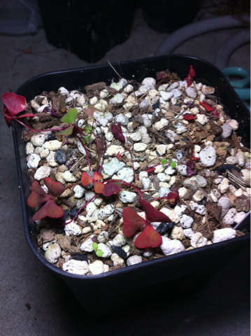 image-20120613154651.png
