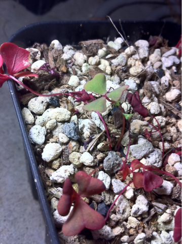 image-20120613154901.png
