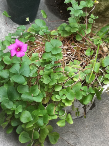 image-20120624121052.png