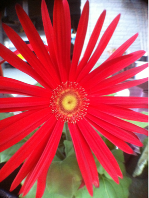 image-20110114102623.png