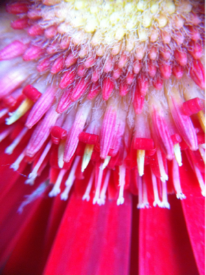 image-20110115123453.png