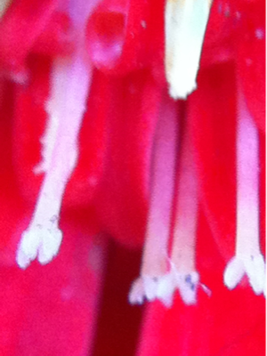 image-20110115123520.png