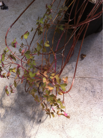 image-20120613081759.png