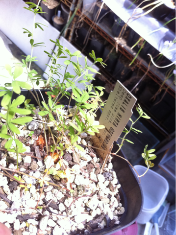 image-20120613082926.png